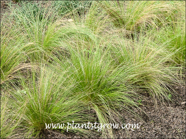 The first three images were taken in early September (zone #5).  In warmer zones they will get a lot larger or the gardener needs to start with larger plants.